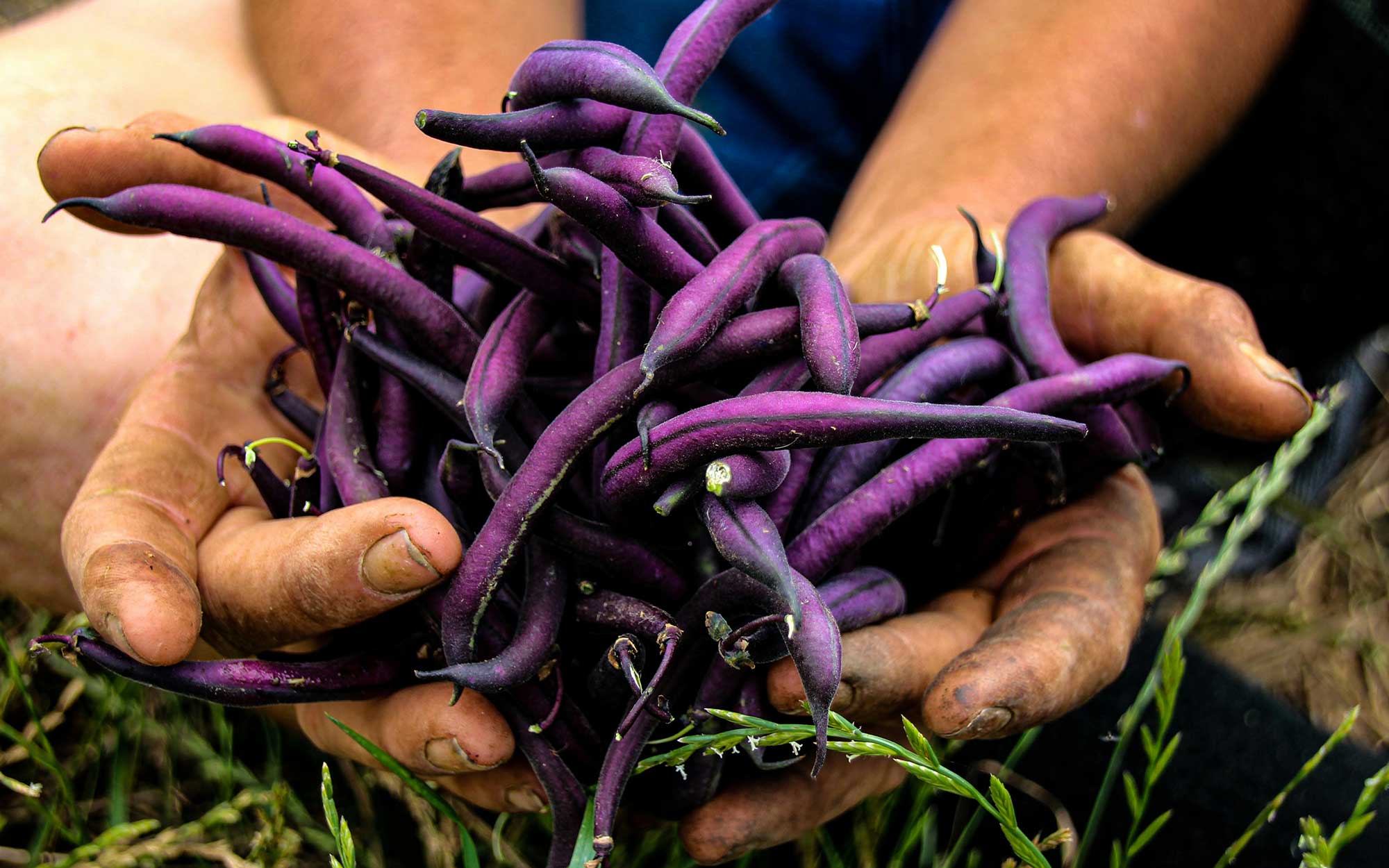 wildseedsfund-casestudy3