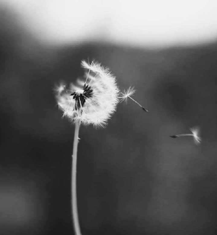 wildseedsfund-dandelion
